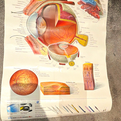 Altomed eye anatomy - altomed,