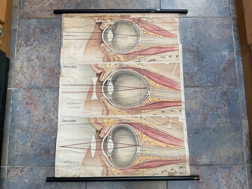 Antique vintage anatomical - antique,