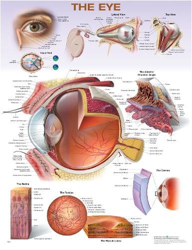 Anatomical chart company the - anatomical,